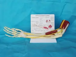 1:1 ЖИЗНЬ Размеры Анатомия конечностей мышцы рук совместных Связки Функция модель кольцо в форме скелета медицинское учение человека
