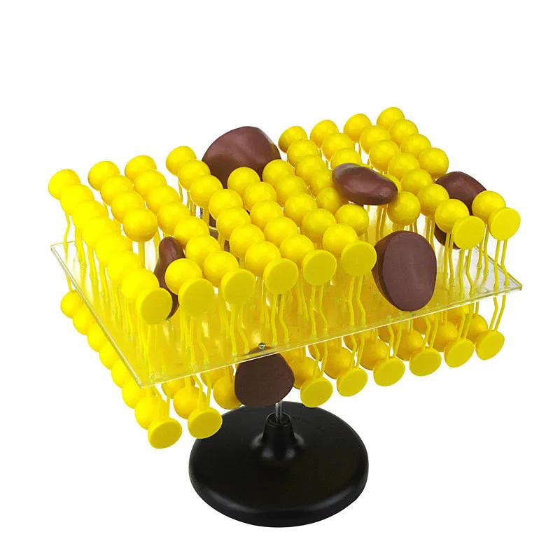 

Cell Flow Mosaic Model Assembly Biology Teaching Demonstration Equipment Cell Membrane Structure Model Demo Props Learning Toys