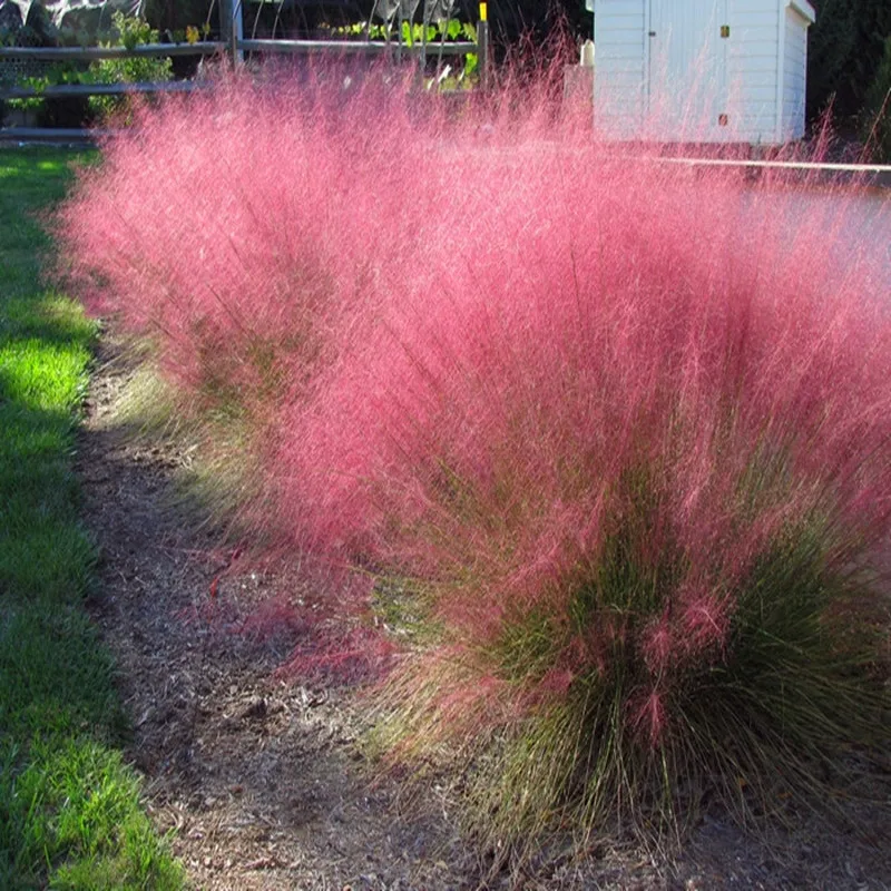100PCS Muhlenbergia Capillaris Seedsplants Cold and Drought Tolerant and Water Resistant Very Easy Curing Romantic Garden Bonsai 100PCS Muhlenbergia Capillaris Seedsplants Cold and Drought Tolerant and Water Resistant Very Easy Curing Romantic Garden Bonsai