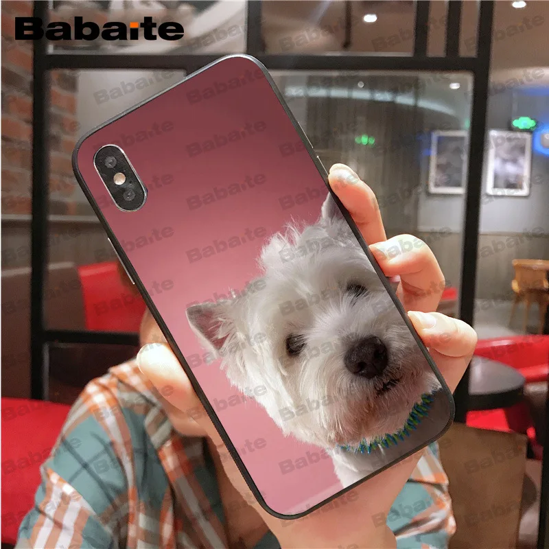 Westie dog