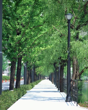 

Nature Scenery Cloth Background For Photography Filming Photobooth banner- Green Tree Photo Landscape Backdrops XT-2893