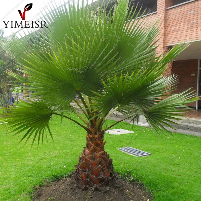 trachycarpus fortunei 10 seeds outdoor perennial plant palm tree seeds for home garden plant - Trees For Home Garden trachycarpus fortunei 10 seeds outdoor perennial plant palm tree seeds for home garden plant - Trees For Home Garden