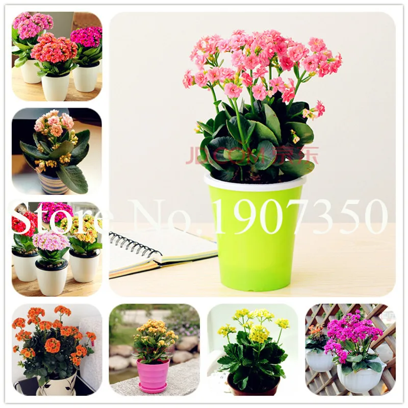 

100 Pcs Kalanchoe Bonsai Longevity Flower Potted Plants Planting Seasons Flowering Plants Plants For Garden Easy To Grow