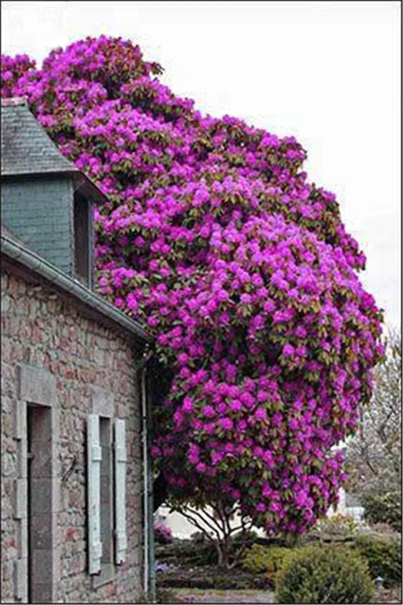 Bonsai 100 Pcs Climbing Bougainvillea Plant Spectabilis Willd Plants
