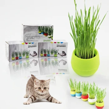 

Cat Grass Cats Chew Toys Kit Indoor Outdoor Flowerpot Soil For Cats To Eat Planter Set