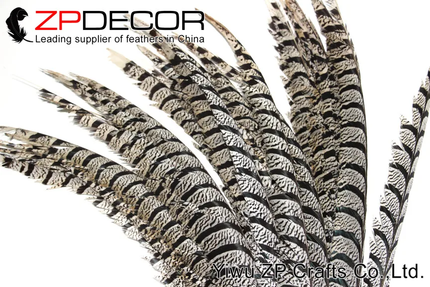 long Natural ZEBRA Lady Amherst Pheasant Tail Feathers (2)