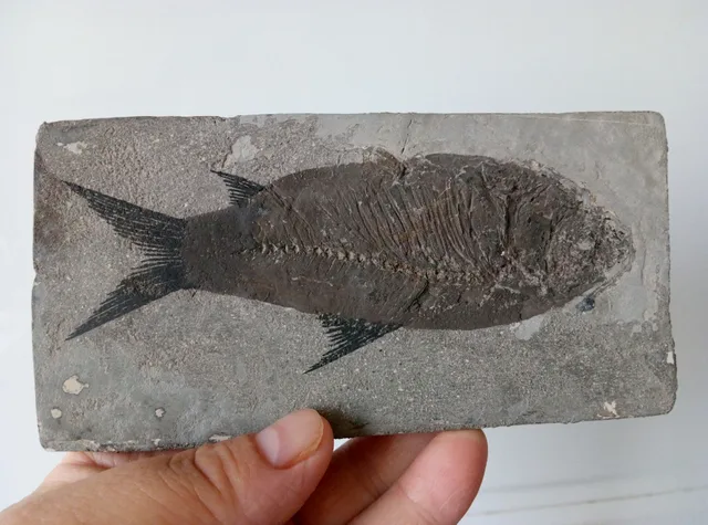 Cheap 5.67" Hand Mined Boney Fish Fossil From The Green River Formation 169.0g Cheap 5.67" Hand Mined Boney Fish Fossil From The Green River Formation 169.0g