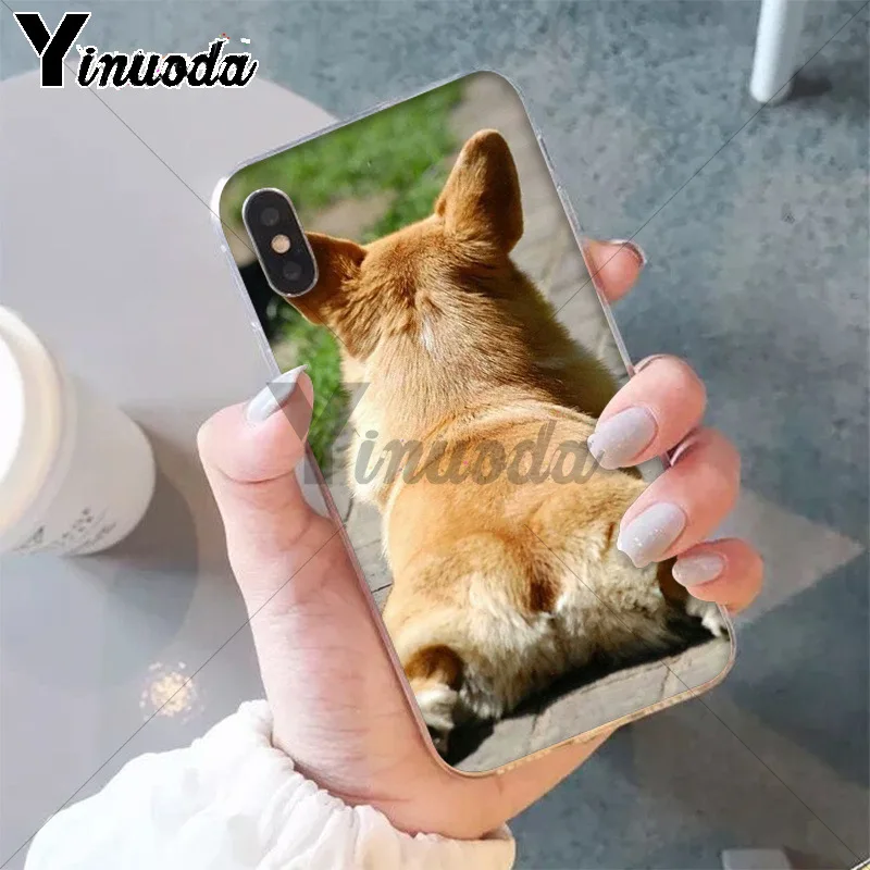 Best friend animal corgi
