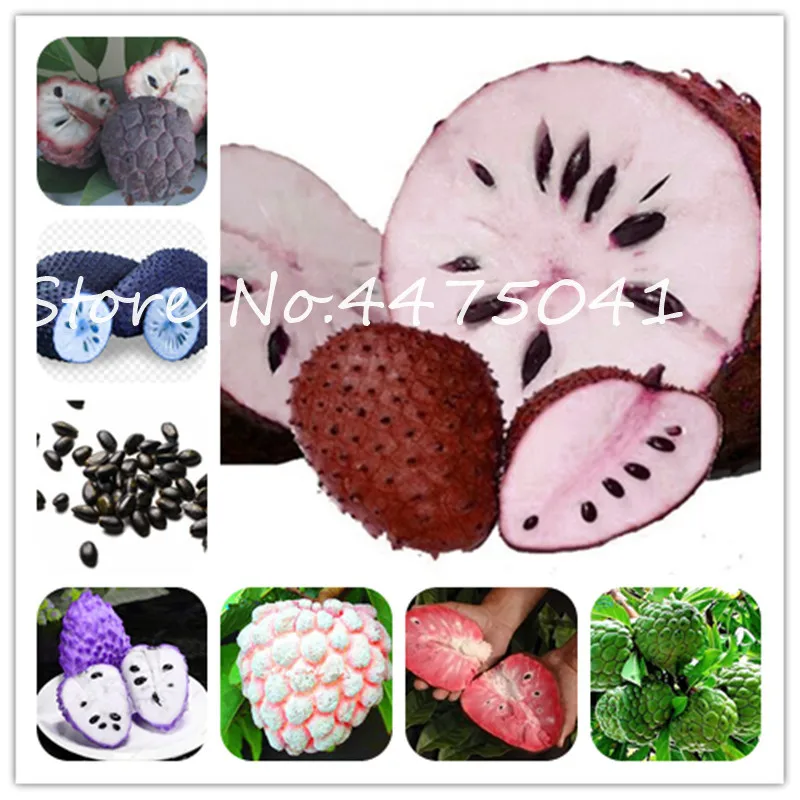 

10 Pcs Soursop Bonsai Fruit, Graviola Annona Muricata, Multi-Color Sweetsop Delicious Fruit Plant Sugar Apple Plant In Bonsai