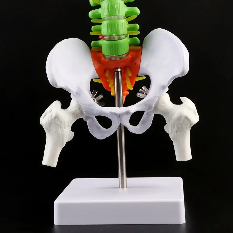 45 см съемная модель позвоночника поясничная кривая анатомический медицинский обучающий инструмент