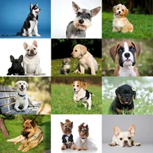 Cartazes autocolantes de parede labrador retriever pastor alemão golden retriever bulldo yorkshire terrier husky poodle decoração para casa