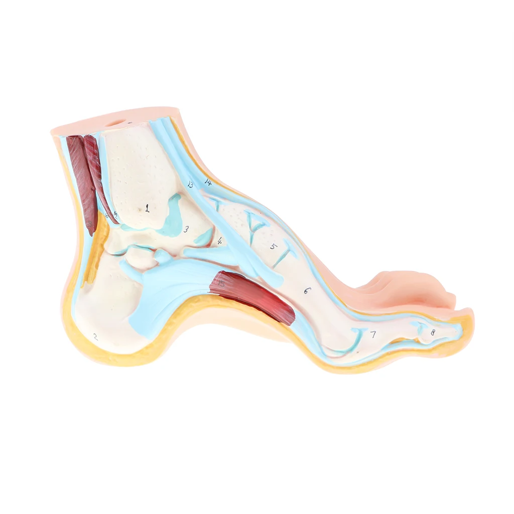 1:1 Lifesize Human Normal/ Arched/ Flat Foot Model with Ligaments Bones Muscles Medical Anatomical Study Kit