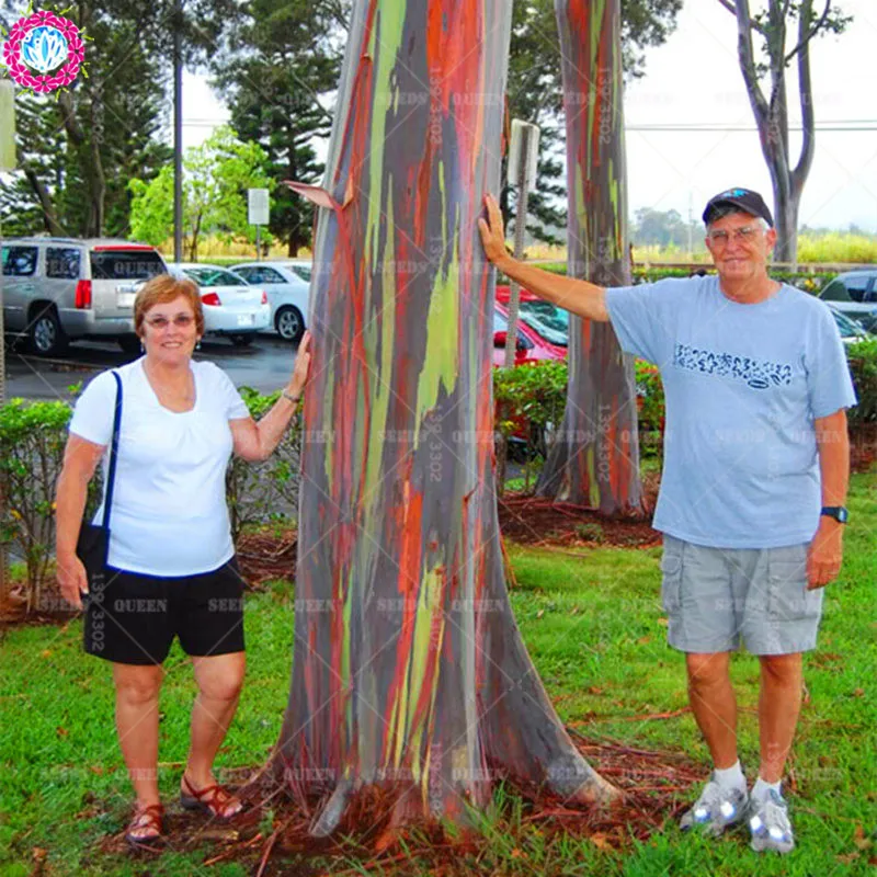 1. 200/BAG rare Rainbow Eucalyptus deglupta, showy tropical tree, tree