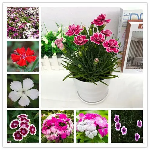 

100 Pcs Colorful Dianthus Caryophyllus Flower Bonsai New Carnation Bonsai Balcony Potted Courtyard Garden Plant High Germination