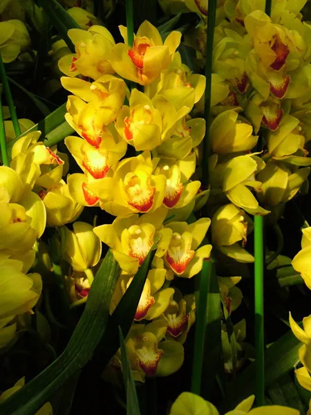 Cymbidium Orchid Seeds, Yellow Cymbidium,Seeds, 100pcs/pack