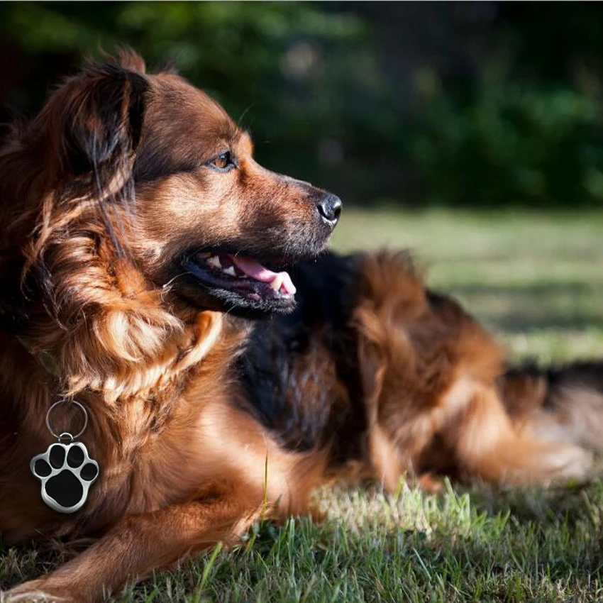 Именная идентификационная бирка для кошек и домашних питомцев|pet id tag|id tagpet tag engraved