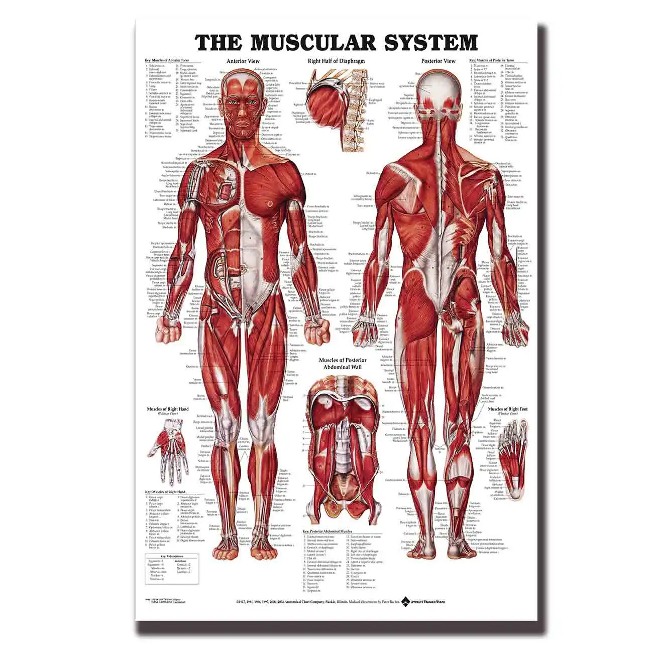 Muscular System Male Anatomy Poster Muscular System Anatomy And Muscles