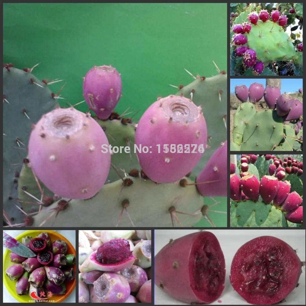 10 шт. 100% натуральная Свежие Редкие кактуса Опунция фрукты semillas sementes