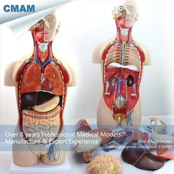 

12013 / Anatomical Model of 85CM Human Torso with Detachable Back , Educational Teaching Anatomical Models