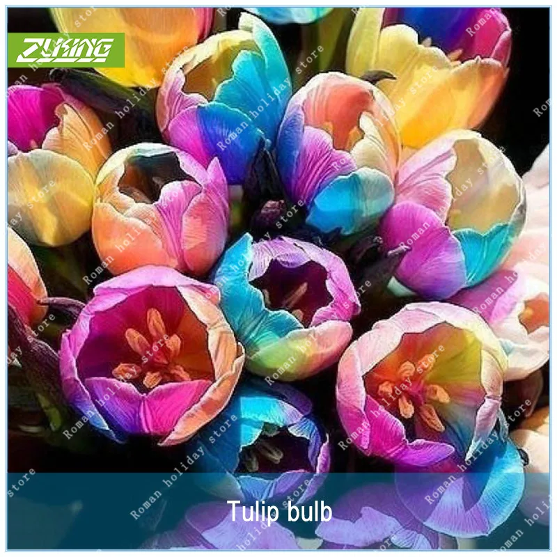 

ZLKING 5Pcs World Rare Rainbow Tulip Bulbs Bonsai The Most Beautiful Flower Plant For home Garden