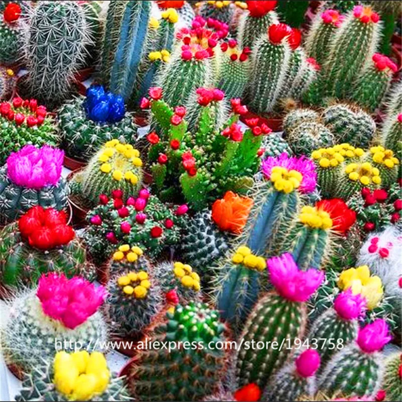 Online Get Cheap Landscape Cactus Plants Alibaba Group