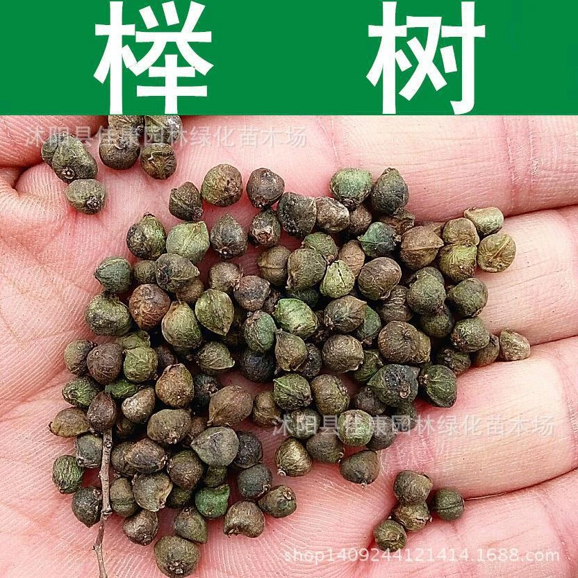 Tree Seeds Seed Red Beech Beech Tree Zelkova Large Leaf Beech Beech Tree Fruit Seed Real Big Shot 0g Pack Fruit Seeds To Plant Seeds Highseeds Wedding Aliexpress