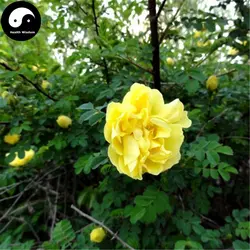 Купить желтый шип Rosa Rugosa дерево Semente 120 шт. завод Rosa Multifloravar Ci Mei