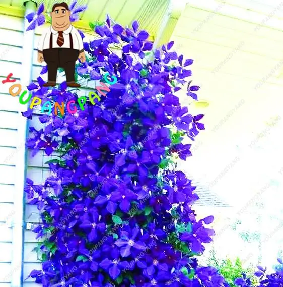 China Manufactured Seeds Climbing Clematis Bonsai Seeds - 50 PCS Color Mix  Perennial Flowers For Pots & Gardens Perennial Flower Seeds
