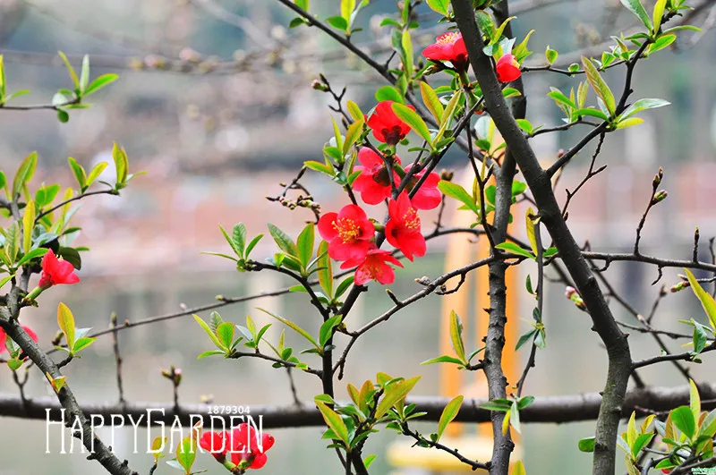 Промоакция! 10 шт./упак. Бегония сад True Malus Spectabilis flores Бегония в горшке бонсай растения,# FYEGPP