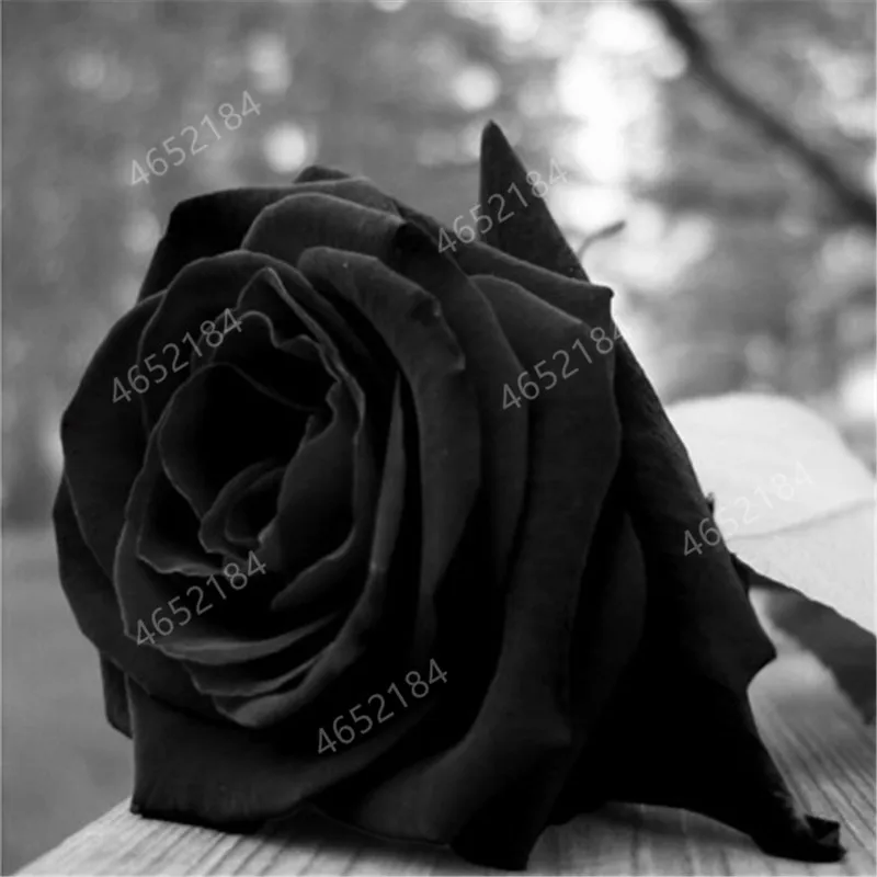 

150pcs China Rare Black Rose Flower bonsai High Quality Easy to Plant Family Garden flores