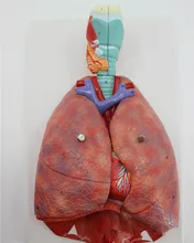 Anatomi Manusia Anatomi Sistem Pernapasan Model Medis Tenggorokan Jantung Paru Paru dengan Larynx Pengajaran Medis Model Anatomi(China)