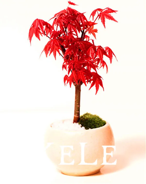 

20pcs/bag, Bonsai American Maple Tree Plantas Big Plants, Woody Plant floresling, Maple Tree Plante, Garden DIY Pot Plant
