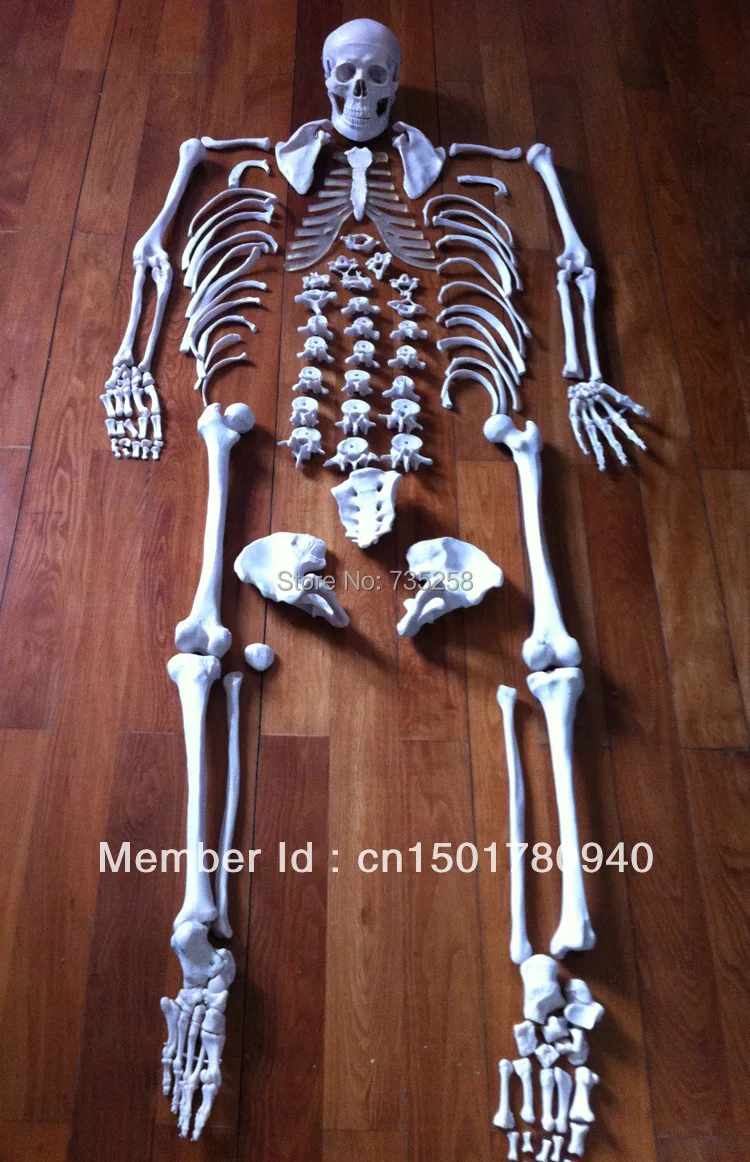 Объемная модель скелета, человеческое тело 1:1 модель скелета