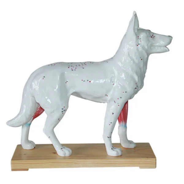 

Dog Acupuncture Point Model Animal Acupuncture Models for Veterinarian's Reference Dog Anatomical Model Medical Teaching Models