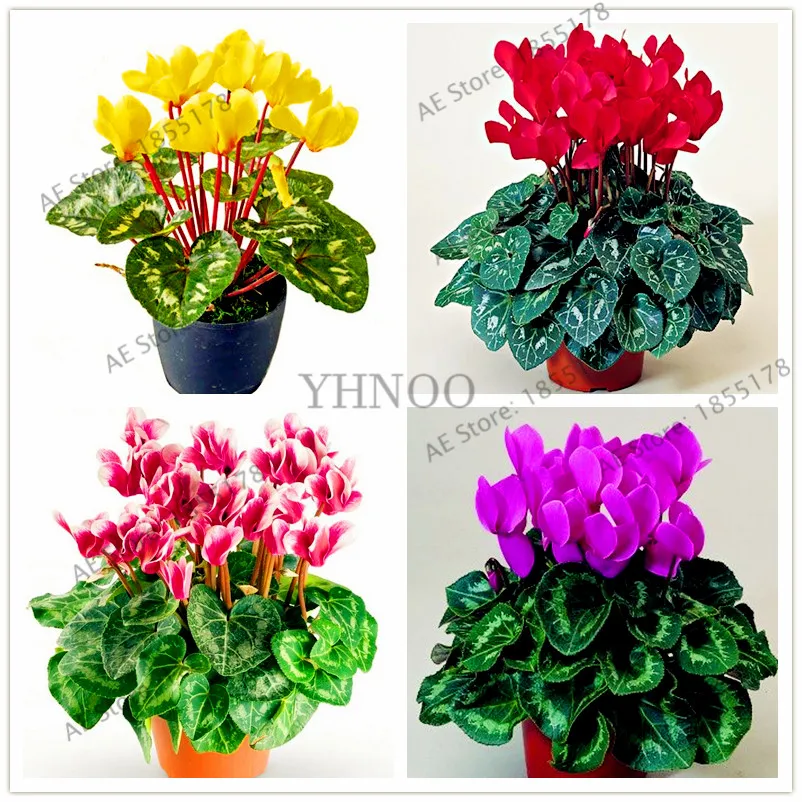 

100pcs/bag Cyclamen bonsai, Cyclamen Flower flores Potted Balcony Rabbit Flower Plant plantas,for home and garden