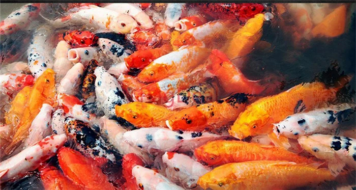 1350 мл 3800 мл аквариум Кио Рыбная еда богатые водопроводы Кио прохладная еда Плавающая Рыба Кормление маленький/средний/большой