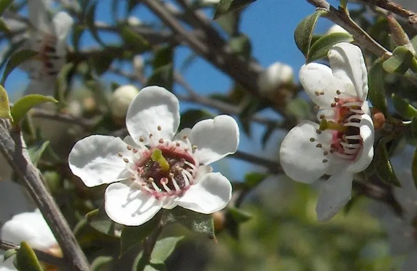 manuka