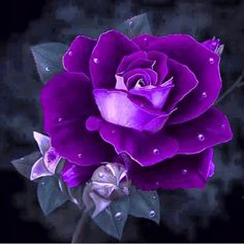 

Sale 5D Round diamond painting diy diamond painting embroidery cross stitch Home Decor dimond mosaic Dark-Purple Rose KBL