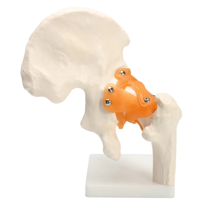 Жизнь Размер Professional Hip Joint медицинский анатомическая Учебная модель скелет