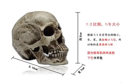 1:2 человеческие мышцы модели с черепами спецодежда медицинская обучение и живопись справка учебные пособия Бесплатная доставка