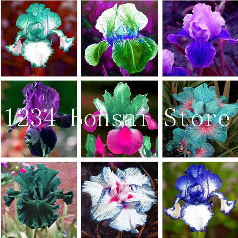

100Pcs Aqutic Plant Iris Bonsai,Popular Perennial Garden Flower,Indoor Plant Flower,Heirloom Iris Tectorum for Home Garden Plant