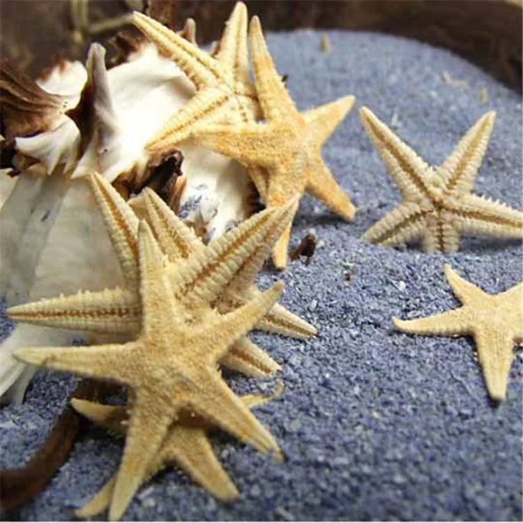 20pcs Natural Starfish Decorations Sea Star Crafts Decor For Micro Landscape 