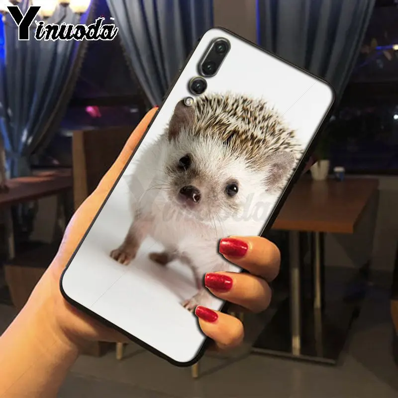 Hedgehog ride a bike Cute in Teacup Animal Art