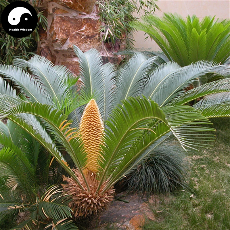 

Buy Cycas Revoluta Tree Semente 2pcs Plant Iron Tree Chinese Cycas Tie Shu