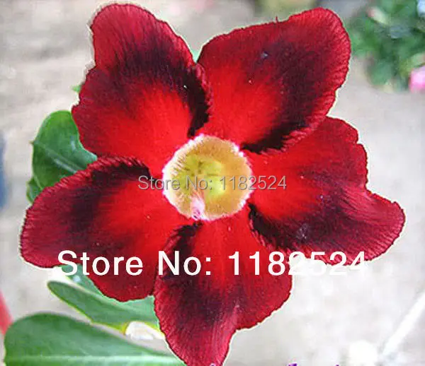 20 SEEDS Fresh Rare blooddiamond Adenium Obesum Seeds Bonsai Desert Rose Flower Plant Seeds