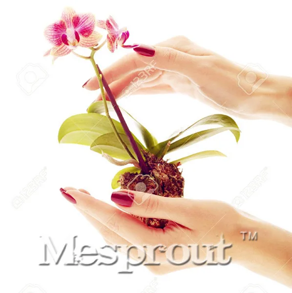 

Rare Mini Orchid Bonsai Balcony Flower Mini Orchid Bonsai Beautiful Garden Orchid Bonsai -100 PCS