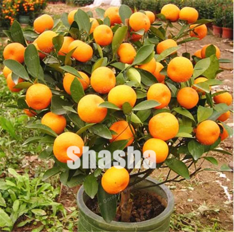 50 Pcs Citrus Reticulata Orange plant Dwarf Bonsai Mandarin Orange plant Edible Sweet Citrus Fruit Tree For Home Garden