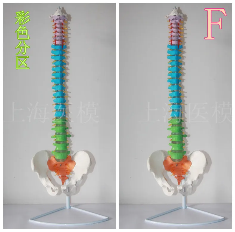 85 см модель позвоночника человека 1: 1 позвоночник человека с позвоночника межпозвоночного диска скелета