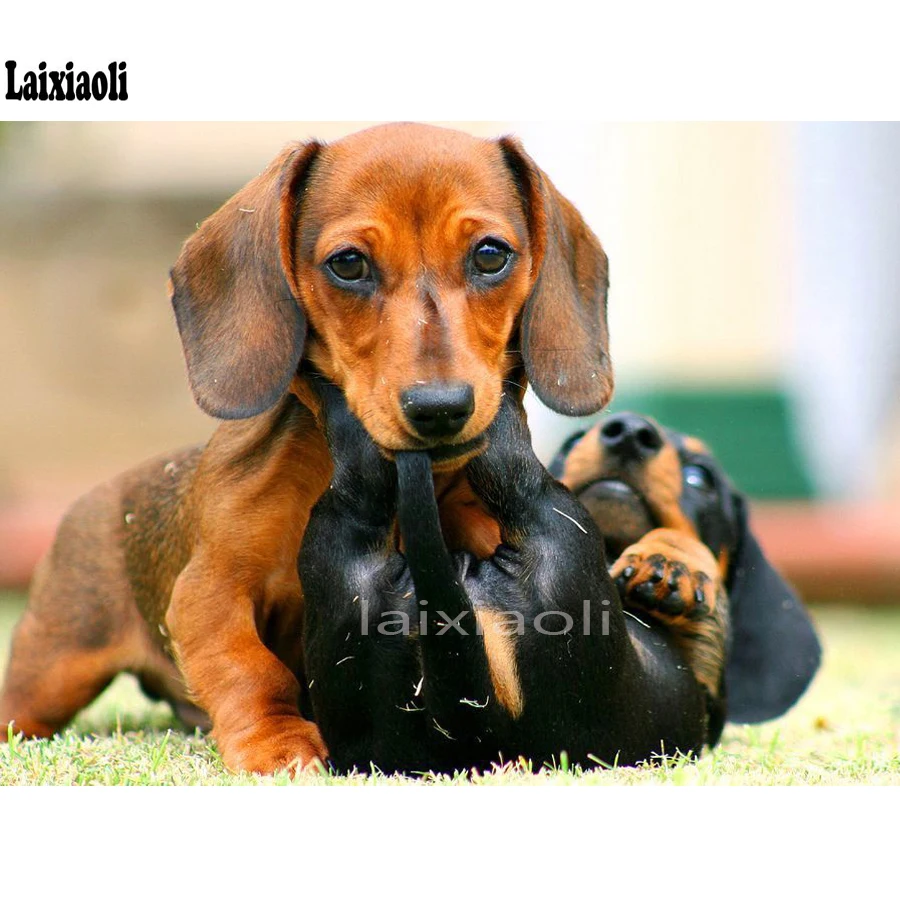 

Diamond Painting Dog Animal Full square Round diamond Professor Dachshund Diamond Embroidery 5D Rhinestones Picture By Numbers