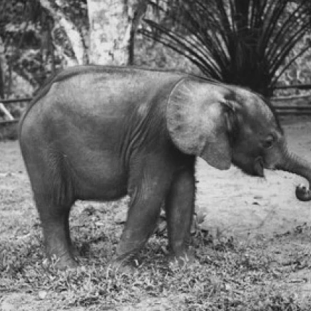 Elephant  Cote D'Ivoire Poster Print (18 x 24)